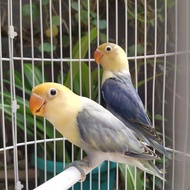 Burung Lovebird | Lakbet Biola | Biola Pb Vio| Biola Pb Pied Sepasang