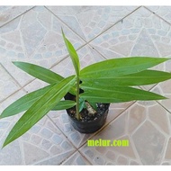 ANOR - Cassumunar ginger Sapling / Anak Benih Bonglai Kuning (kunyit bonglai) ( Pokok Herba )
