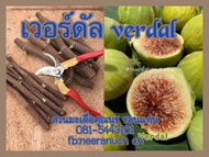 มะเดื่อฝรั่ง กิ่งสดมะเดื่อฝรั่งเวอร์ดัลชุด 4 กิ่ง180บาท/verdal figs cuttings,set 4 pieces180฿