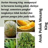 (Real Plant) Anak Pokok Musang King  cpt berbuah hybrid top quality Pokok durian