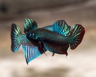 Wild Betta Imbellis Mahachai Smaragdina Hybrid Male Female Betta Fish with Striped Fins and Spotted