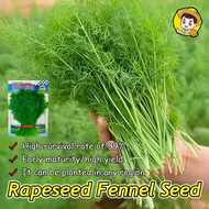 500pcs/pack Fresh Organic Fennel Seeds for Sale High Yield Fennel Plant Seeds Vegetables Seeds for G
