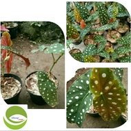 Tanaman Hias Begonia polkadot/Begonia Hias polkadot