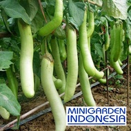 50 Benih Terong Hijau Milano F1 bibit tanaman sayuran / sayur terung