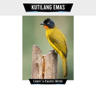 Burung Kutilang Emas Jantan Rawatan