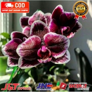 ( KNOP / SPIKE ) ANGGREK DENDROBIUM RED HYBRID-sudah Knop/Spike-DENDROBIUM