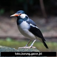 burung jalak suren dewasa pilihan