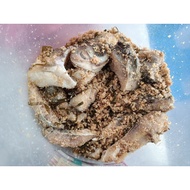 PEKASAM IKAN SULTAN RINI-BINTULU-..READYSTOCKI