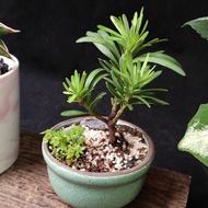 迷你）菊花芯羅漢松 掌上盆景  連 陶瓷花盆   plant  Bonsai 植物 盆栽 小樹  禮物 gift