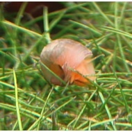 Red Apple Snail Aquarium