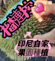 榴槤控義賣！！一年一次罕有榴槤 印尼當地自家品種 🤩果肉😋香甜😋到入心🤩顏色特別 淺色不代表未熟🤩果園新鮮摘下 立即急凍空運到香港🤩已拆肉以防有爛 有過熟情況🤩