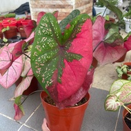 Caladium Red Barret / Keladi Cat Tumpah