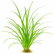 The dwarf sagittaria (Sagittaria subulata) underwater carpet aquarium plant