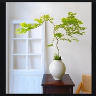 Yuyi Maple Flow Spring Maple Green Plant Study Living Room Indoor Maple Influencer Japanese Style Ze