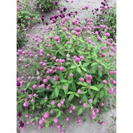 5 ounces of mixed color zinnia seeds