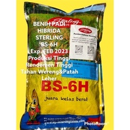 BSHS 6H BS-6H 1kg BENIH PADI HIBRIDA Sterling PRODUKSI TINGGI Murah