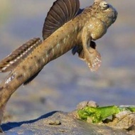 ikan tembakul.. 1 pket A. 6ekor