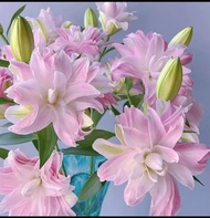 預售荷蘭進口重瓣百合花種球--奧斯卡粉（3pcs)