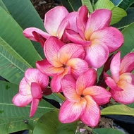 ต้นลีลาวดีแคระ ดอกสีชมพูไส้เหลือง ดอกหอม สีสันเข้มทุกดอก จัดส่งพร้อมกระถาง 10 นิ้ว ลำต้นสูง 30-40 ซม