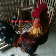 Ayam Pelung Jantan Body Jumbo Kokok Merdu Mengalun