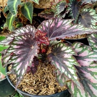 Tanaman Hias Begonia Rex Hybrid Black/Begonia Teupel