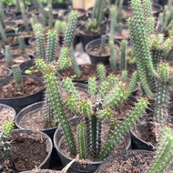 Euphorbia Baioensis Cactus Lush