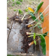anak pokok pisang nipah
