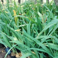 bunga airis/ iris anggrek tanah kuning