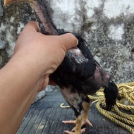 Ayam ShamoTrad Ekor Lidi Tulangan Besar Panjang