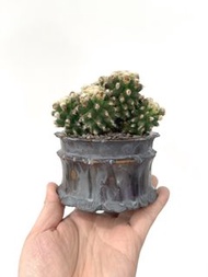 金琥泉 ｜———｜塊根植物｜象牙宮｜龜甲龍｜曲刺妖炎｜橄欖｜象足漆樹｜多肉植物｜龍舌蘭｜嚴龍｜