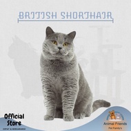 Kucing British Shorthair Ped/Non Ped Non Cod