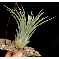 Tropical Selection's - Tillandsia Imposter.