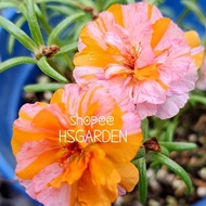 150 biji benih Colorful Orange Hybrid Moss Rose • seeds • benih ros jepun hibrid • Seeds