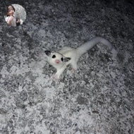 PTR sugar glider true platinum mosaic