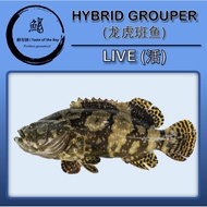 【Taste of the Bay】[Live] Hybrid Grouper (活龙虎斑)