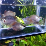 ikan rainbow merah balon