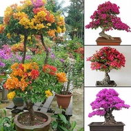 100pcs Bougainvillea Flower  Mixed Multi-Color Perennial Home Garden Bonsai