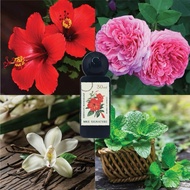 MKE PARFUM 30ML HIBISCUS MAHADJAD LIMITED EDITION EDP PERFUME