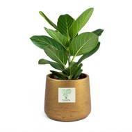 RARE Ficus Audrey Benghalensis IMPORTED  Rubber Tree Live Plants