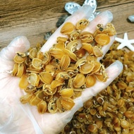 Baby porridge fresh dried small abalone wild light dried small abalone nutritional supplement seafoo