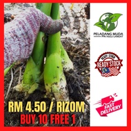 🔥𝑹𝒆𝒂𝒅𝒚𝑺𝒕𝒐𝒄𝒌🔥 Pokok Bunga Kantan Pink | Keratan Berakar Pokok Bunga Kantan | Pokok Kantan Berakar | R