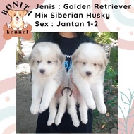 SIBERIAN HUSKY MIX GOLDEN RETRIEVER ANAK ANJING HUSKY GOLDEN