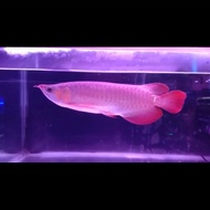 ikan arwana super red size 40 cm