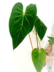 Tanaman Hias Kuping Gajah Kalong - Anthurium Magnificum Verde