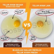 Fresh Grade Domestic Chicken Eggs a 30 eggs (1 tray) premium HT chicken eggs