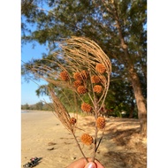 READYSTOK (BUY 5 FREE 1)PINE SEED FOR DECORATION