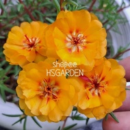 150 biji benih Amber Orange • Hybrid Moss Rose seeds • Biji benih ros jepun hibrid • Portulaca