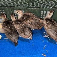 ANAKAN BURUNG MERAK BIRU USIA 1BULAN UP