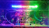 Lampu Aquarium  Celup dalam air / Lampu celup aquarium / Lampu led aquarium / Lampu akuarium