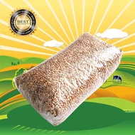 Biji Gandum 1kg - Biji Wheatgrass Benih Catgrass Rumput Kucing Wheatgrass Rumput Diet Makanan Ayam D